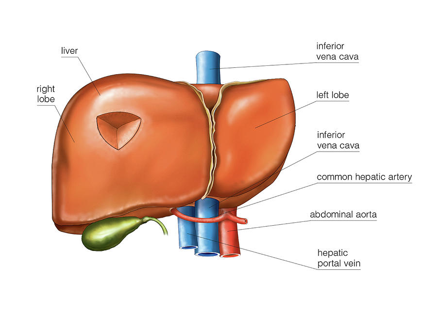 Печень в 1 год. Human Liver lobule. Механическая печень арт. Печень арт картинка. Anatomical abnormalities of the Liver.