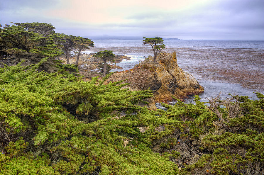 The Lone Cypress #1 Photograph by Stephen Campbell