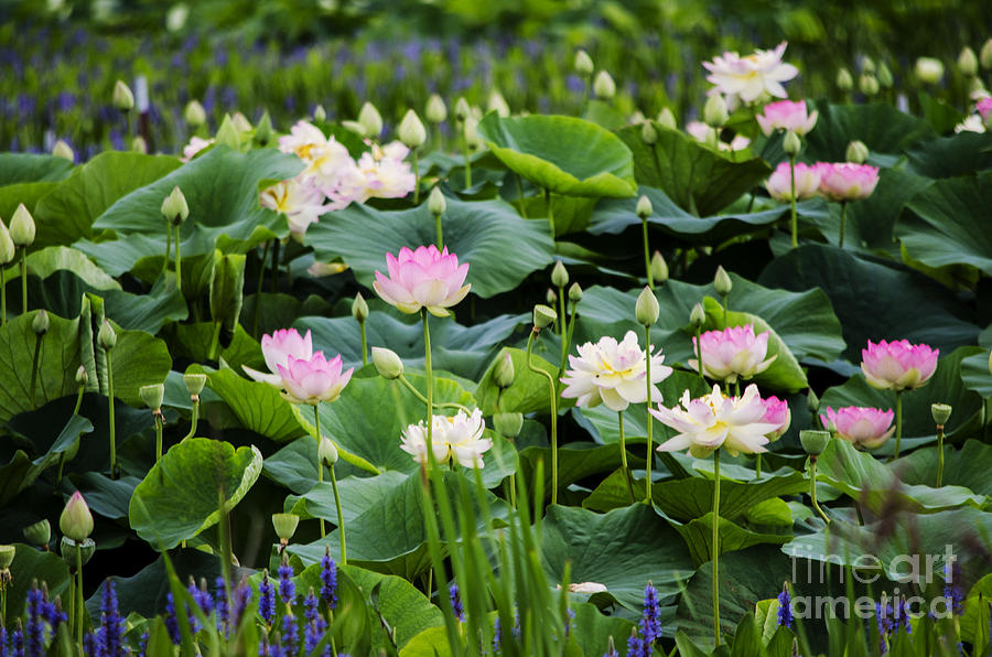 The Lotus Pond #1 Photograph by Paul Mashburn