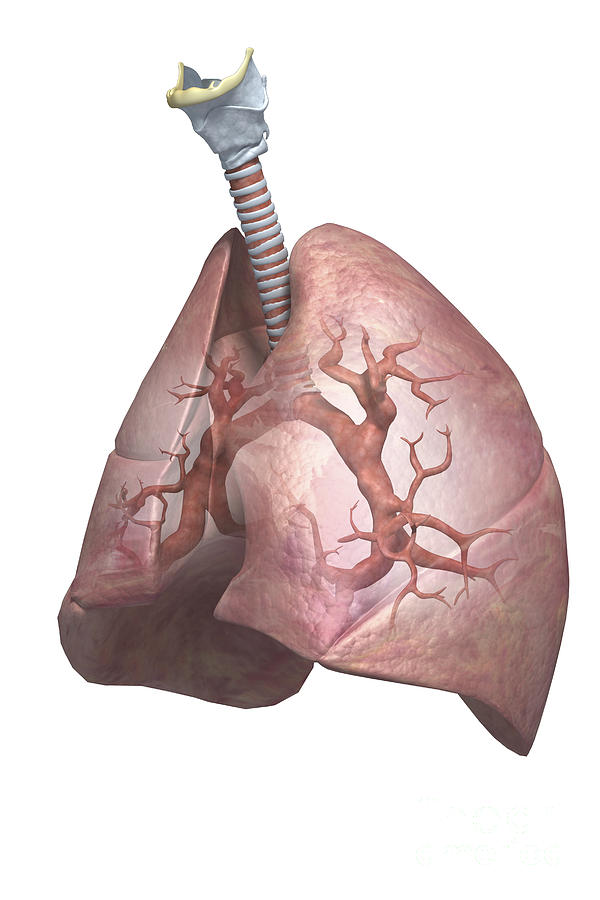 The Lungs Photograph by Science Picture Co - Fine Art America