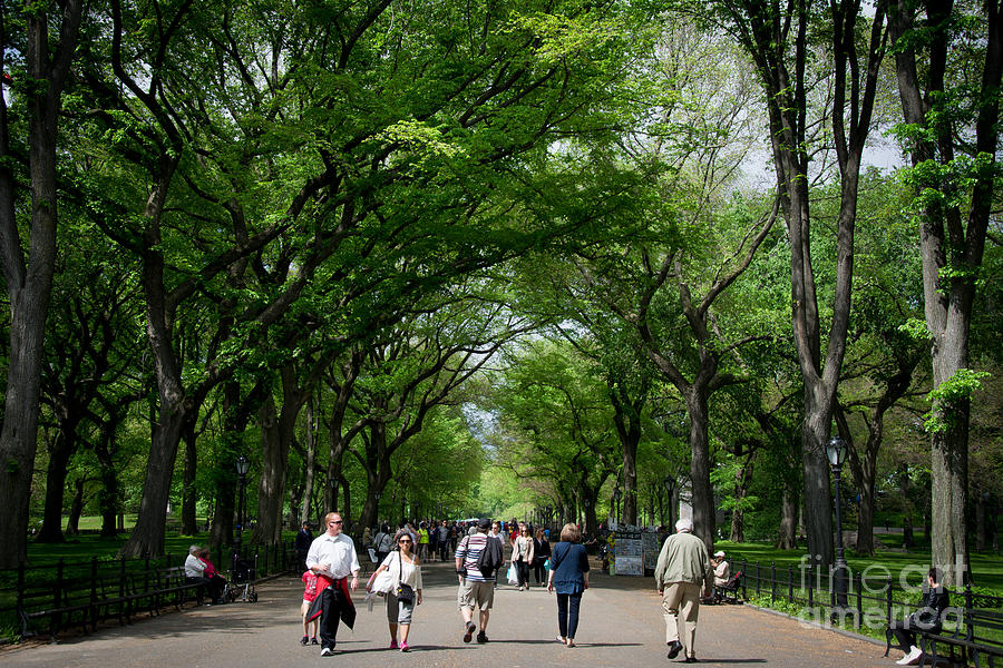 The Mall Central Park #1 Photograph by Amy Cicconi