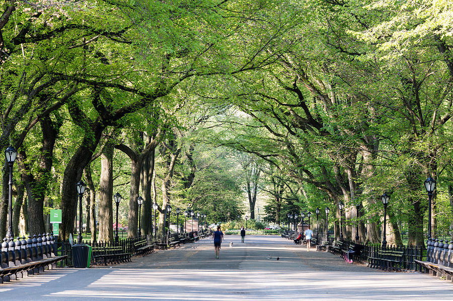 The Mall in spring, Central Park, New York, USA #1 Photograph by Matteo Colombo