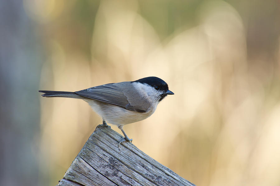 The Marsh Tit  #1 Photograph by Torbjorn Swenelius