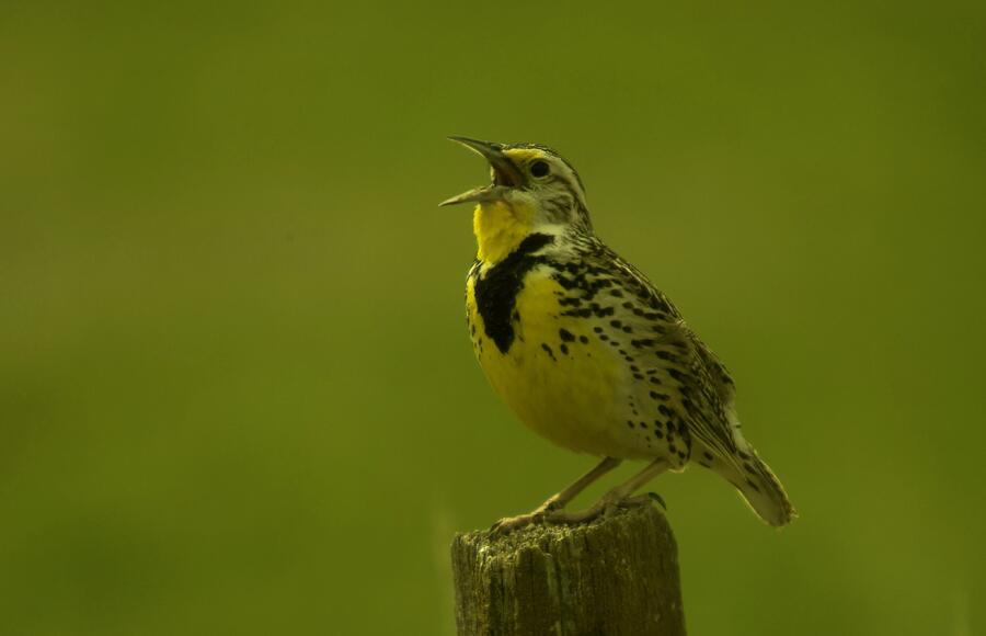 The Meadowlark Sings Photograph