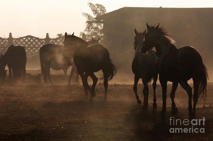 Horse Photograph - The misty morning #1 by Ang El