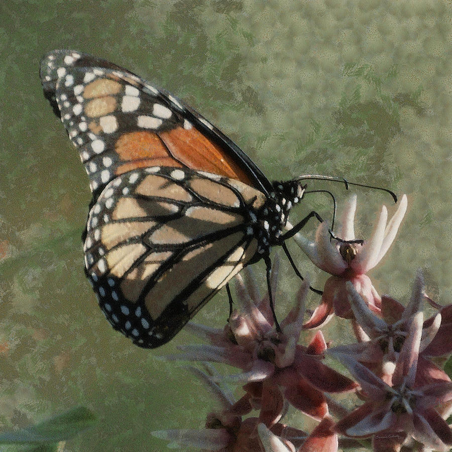 The Monarch Painterly #1 Digital Art by Ernest Echols