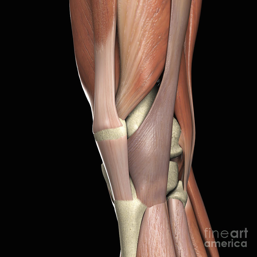 The Muscles Of The Knee Photograph by Science Picture Co