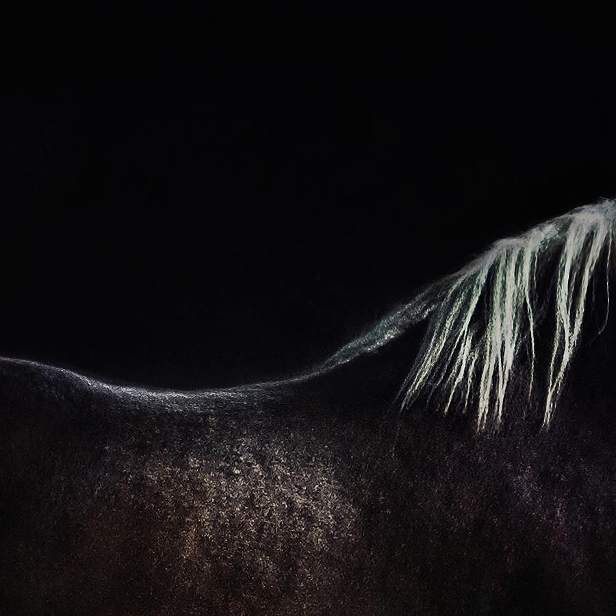 Animals Photograph - The Naked Horse by Piet Flour