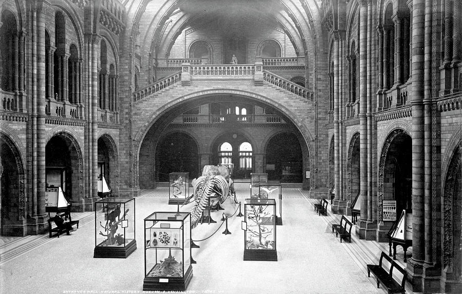 The Natural History Museum #1 Photograph by Natural History Museum, London