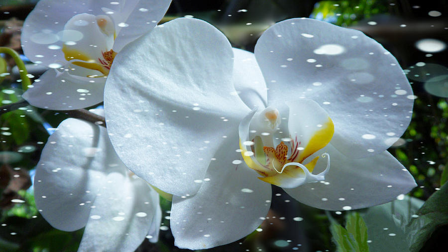 The Orchids with Snow #4 Photograph by Xueyin Chen