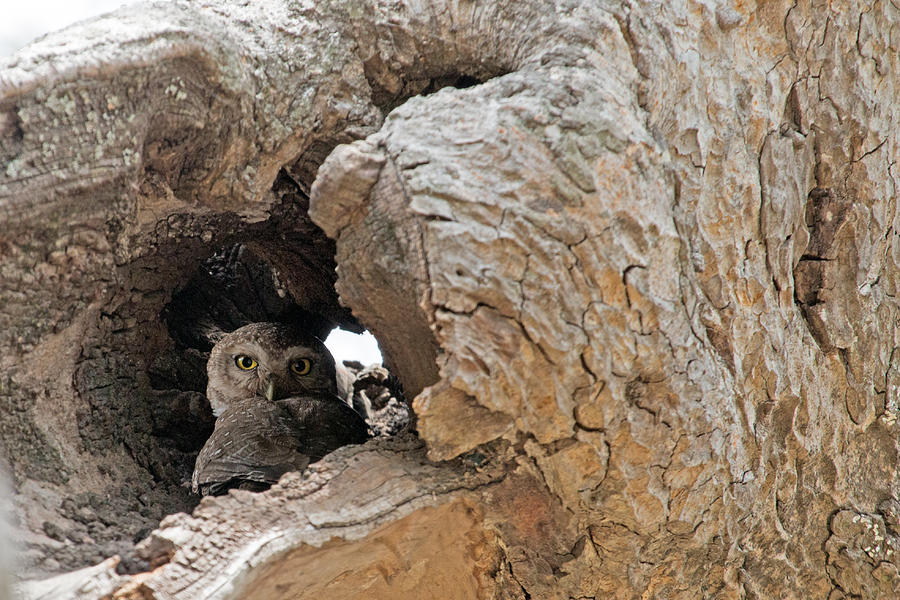 Bird Photograph - The Owl #1 by S S Cheema