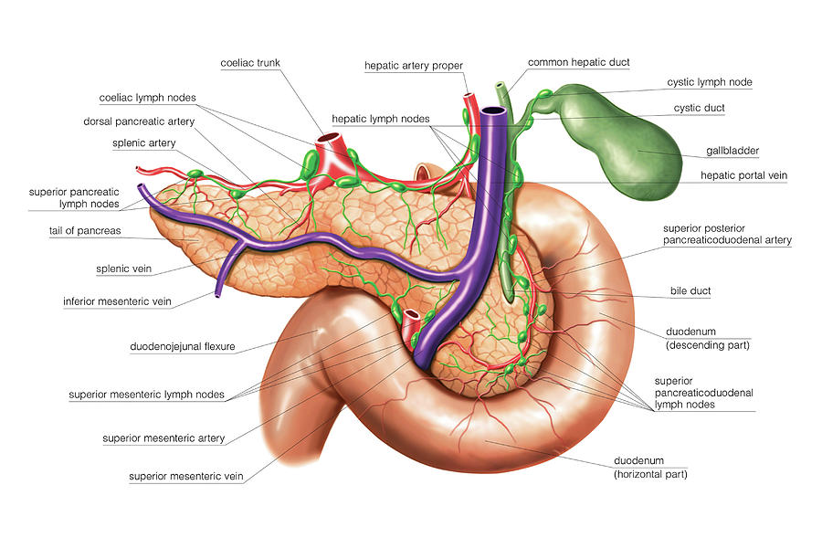 The Pancreas #1 Photograph by Asklepios Medical Atlas