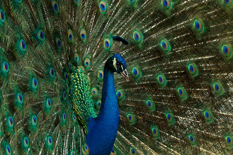The Peacock #1 Photograph by Susie Hoffpauir