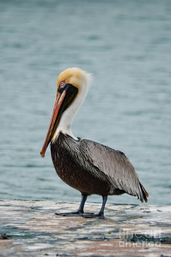 The Pelican Photograph by Hannes Cmarits