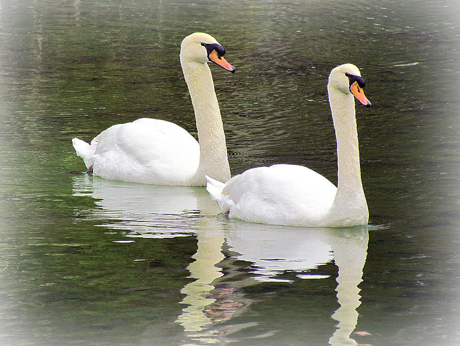 The Perfect Pair #1 Photograph by Judy Wanamaker