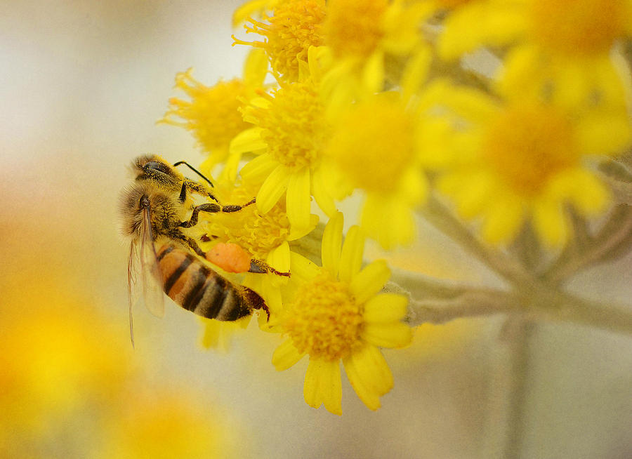 Nature Photograph - The Pollinator 2 #1 by Fraida Gutovich
