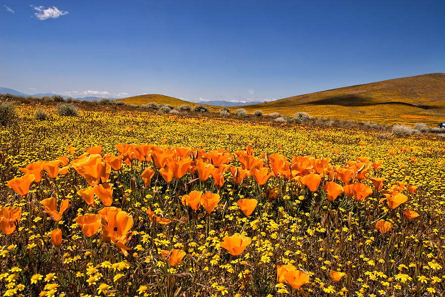 The Poppy Fields - Antelope Valley #1 Photograph by Peter Tellone