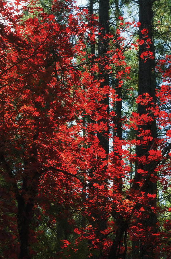 Nature Photograph - The Red Tree  #2 by Saija Lehtonen