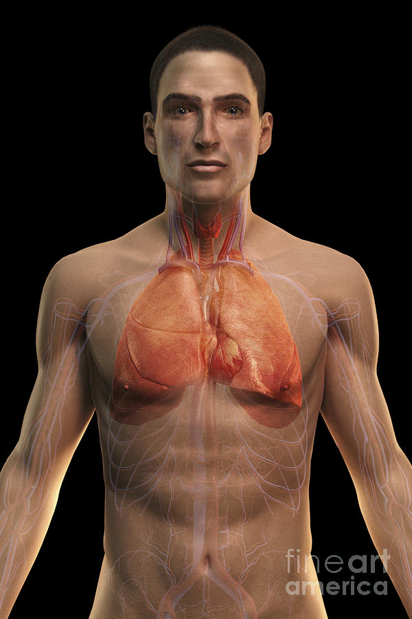 The Respiratory And Cardiovascular #1 Photograph by Science Picture Co