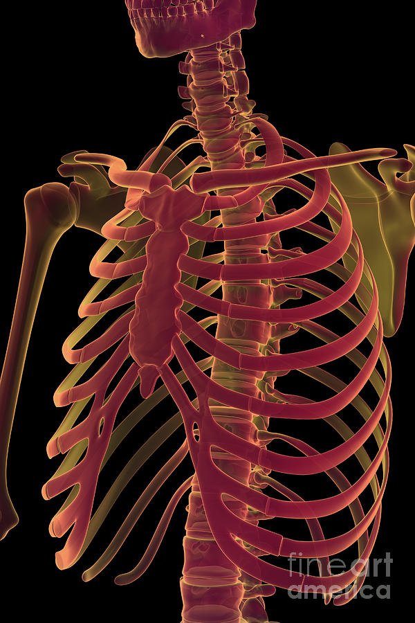 The Rib Cage #1 Photograph by Science Picture Co - Pixels