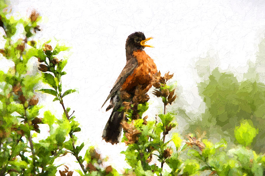 The Robin Sings #2 Photograph by John Freidenberg