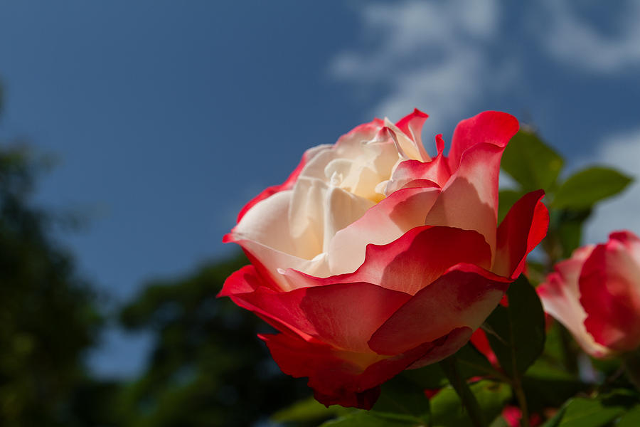 The Rose #2 Photograph by Andreas Levi
