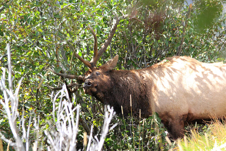 The Rut Photograph by Shane Bechler The Rut Photograph by Shane Bechler
