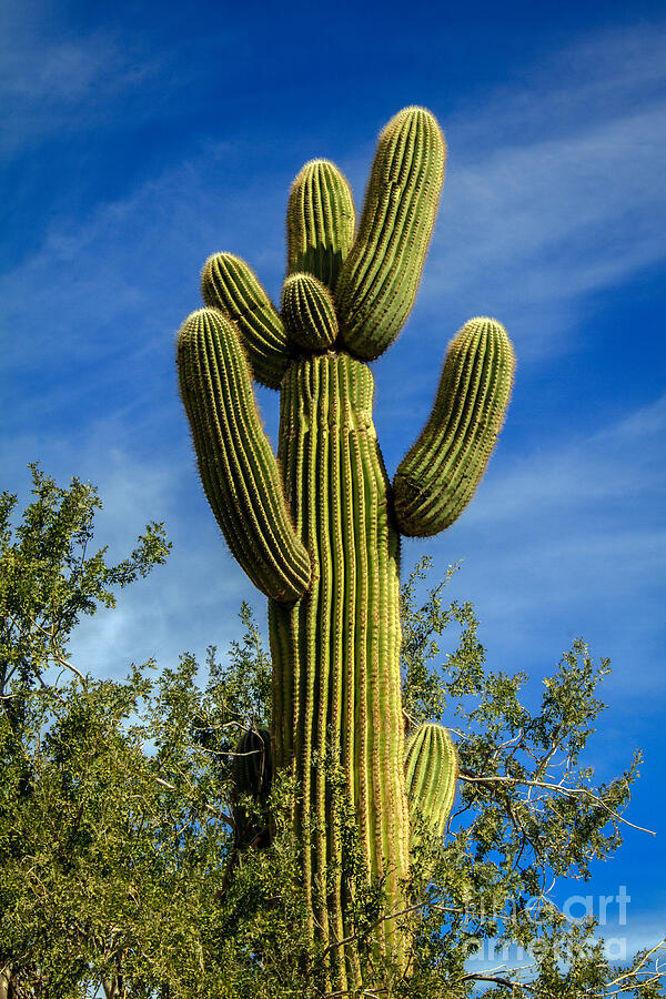 Inspirational Photograph - The  Saguaro  #1 by Robert Bales