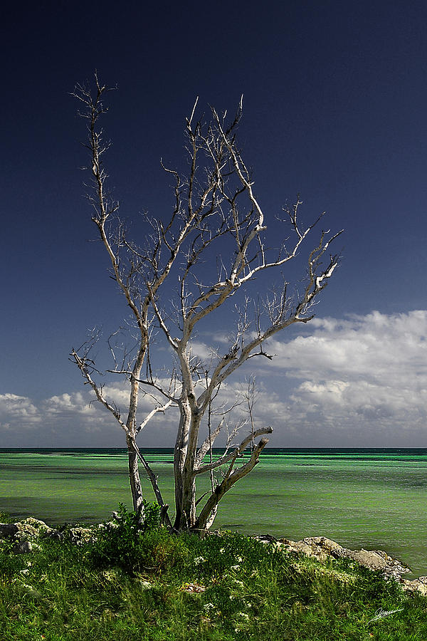The Shore at Bahia Honda Photograph by Phil Jensen