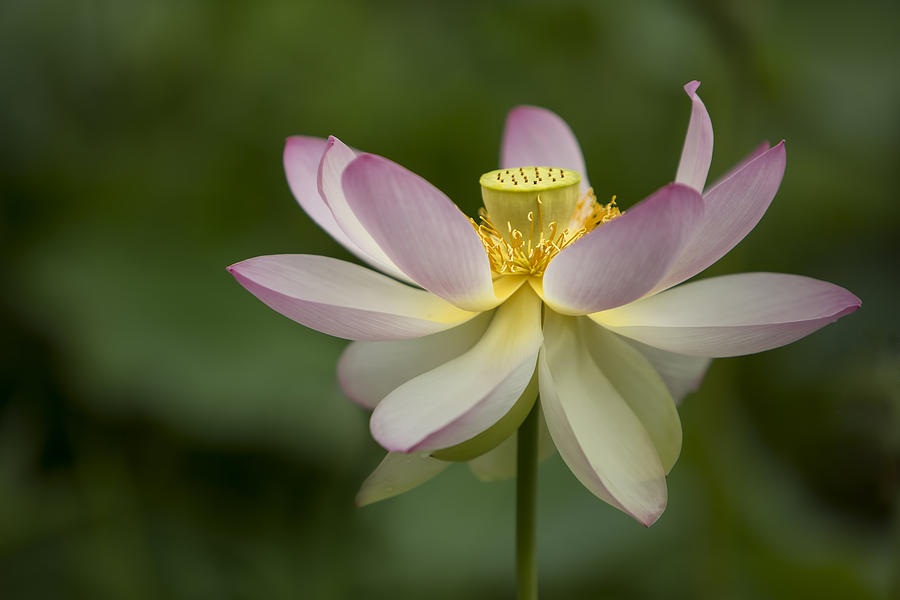Lily Photograph - The Single Lotus by Linda D Lester