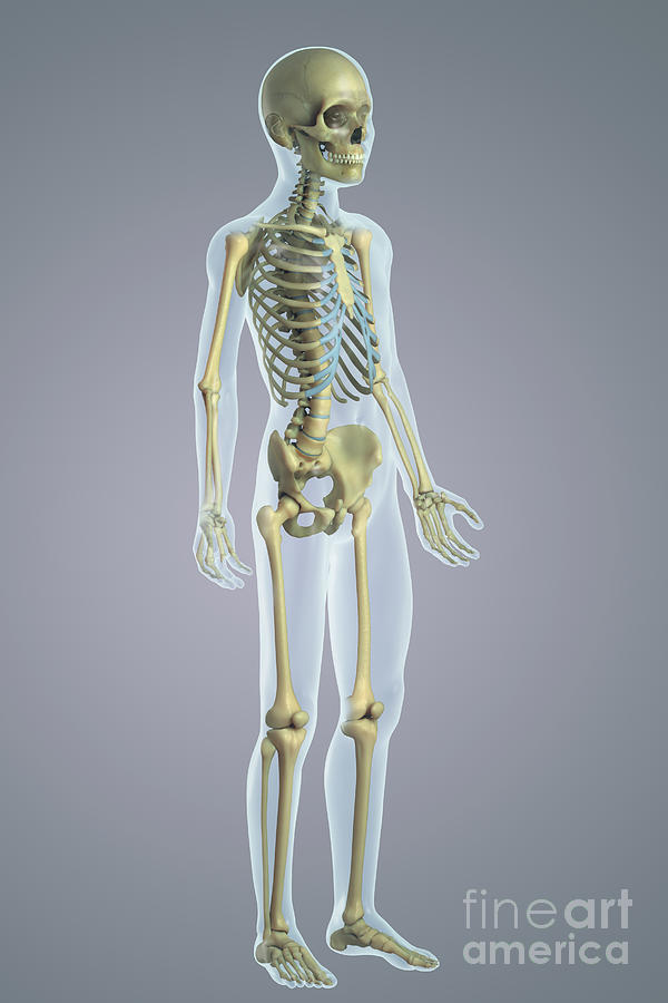 The Skeletal System Child Photograph by Science Picture Co Biology Diagrams