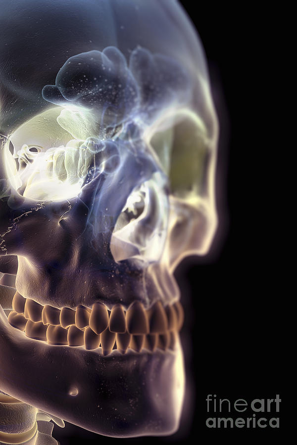 The Skull And Paranasal Sinuses #1 Photograph by Science Picture Co