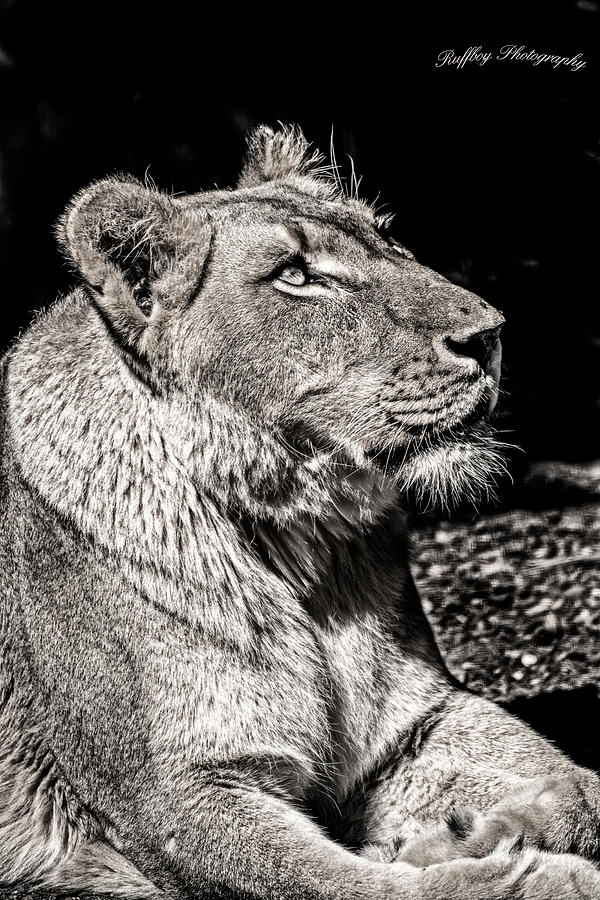 The Somber Lion Series Photograph By Michael Carruolo Fine Art America 