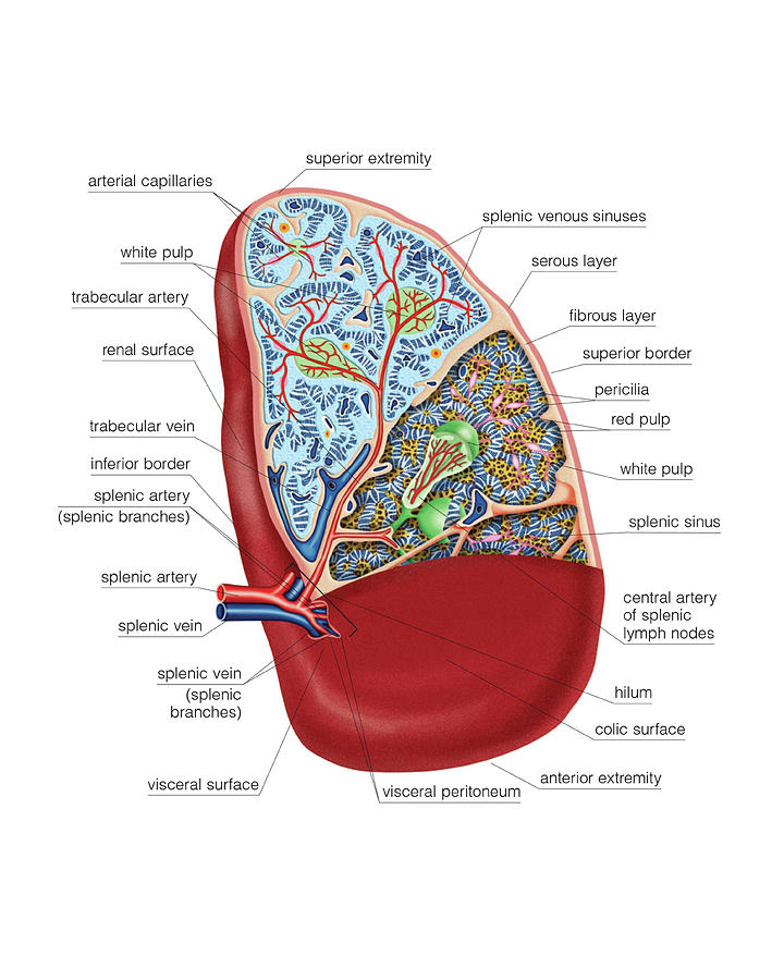 The Spleen #1 Photograph by Asklepios Medical Atlas