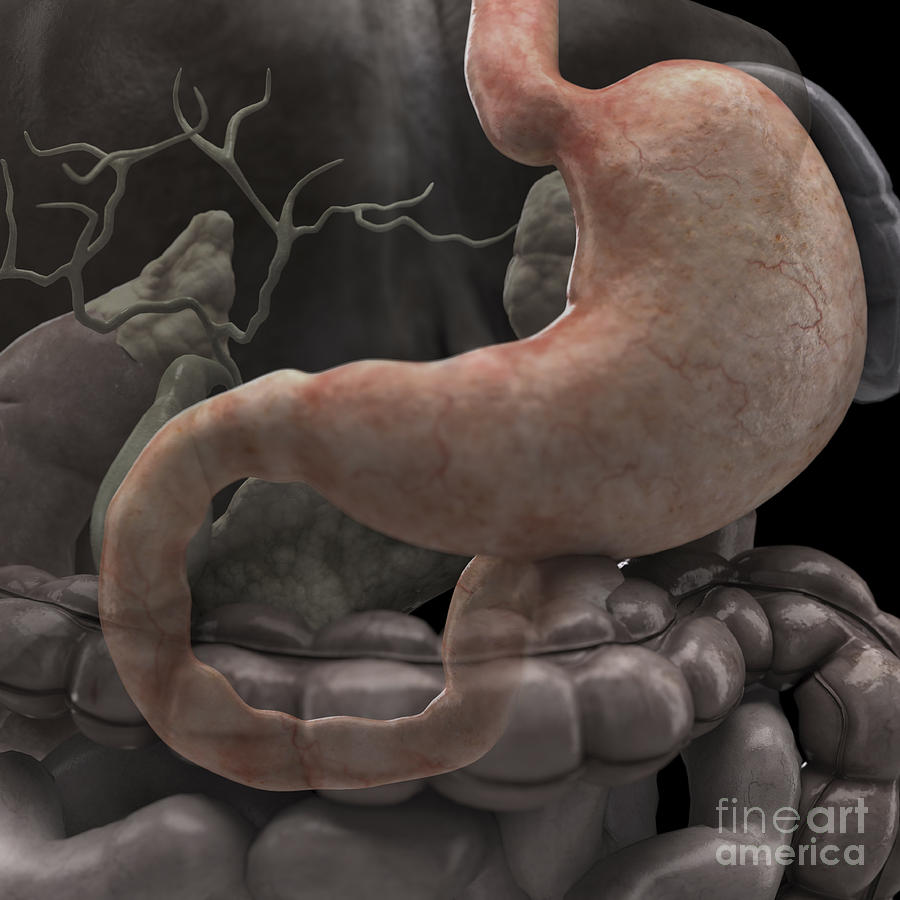 Duodenum Photograph - The Stomach #1 by Science Picture Co