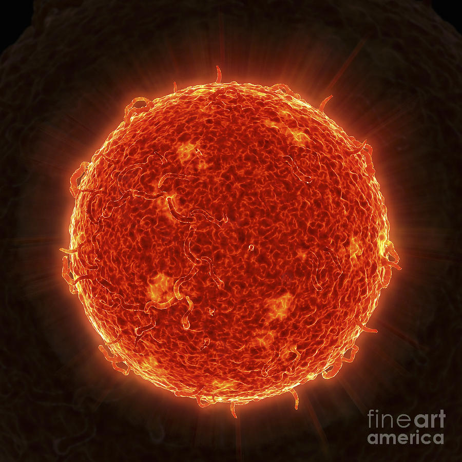 The Sun Photograph by Science Picture Co