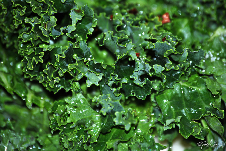 The Super Green Kale Photograph
