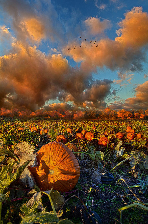 Pumpkin Photograph - The Survivors #1 by Phil Koch