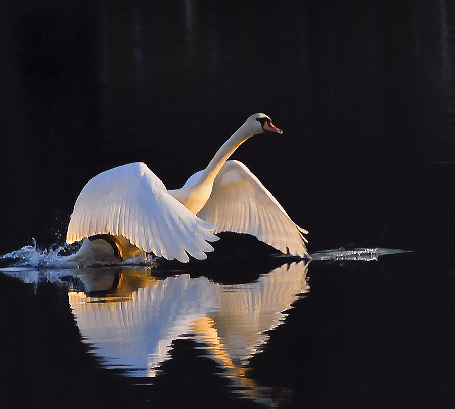 The Swan Of Zoar #1 Photograph by Terry Cosgrave