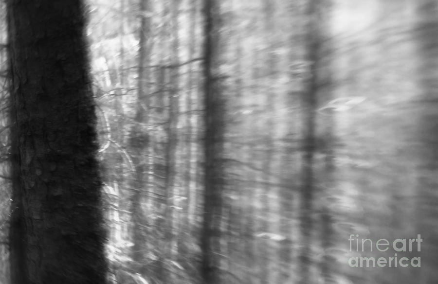 Forest Photograph - The tales of the forest by Angel Ciesniarska