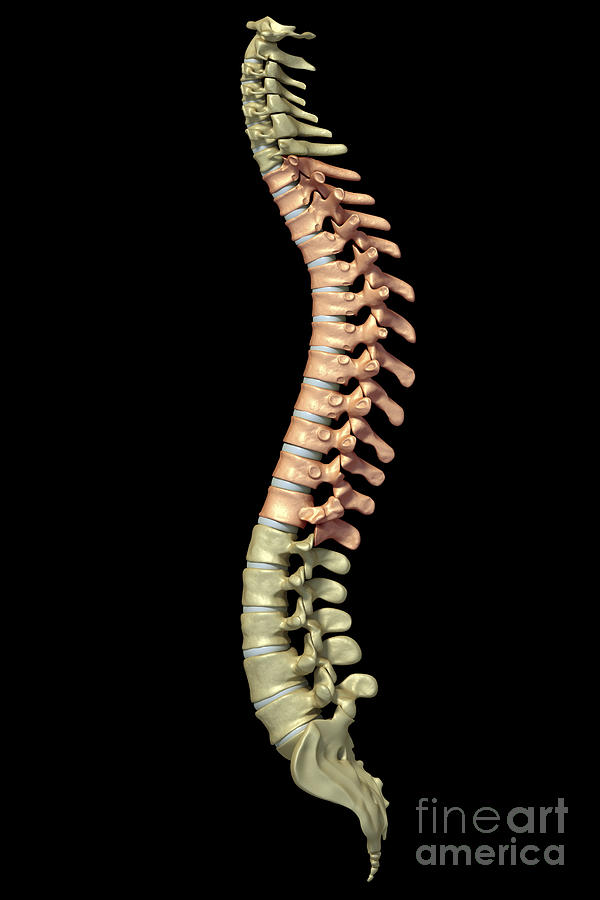 The Thoracic Vertebrae #1 Photograph by Science Picture Co