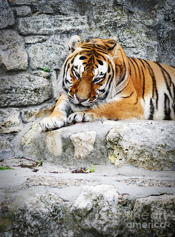 The Tiger #2 Photograph by Jelena Jovanovic