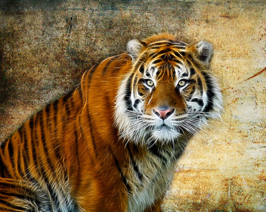 The Tiger #1 Photograph by Steve McKinzie