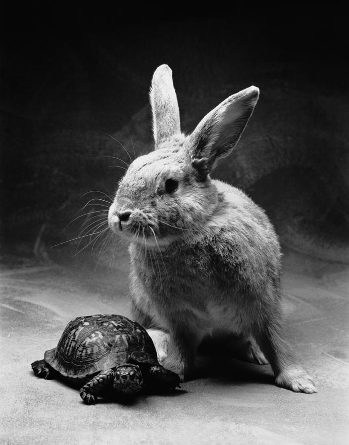 The Tortoise and the Hare #1 Photograph by Craig Brewer
