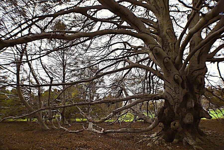 The Tree #1 Photograph by Marysue Ryan