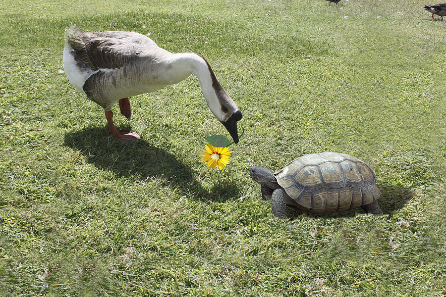 Goose Photograph - The Turtle and the Goose by Gravityx9  Designs