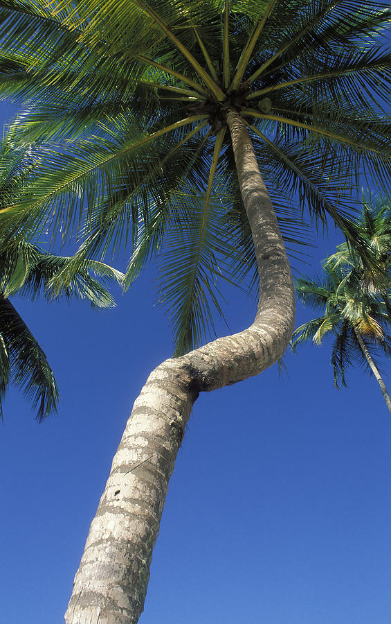 The Twisted Palm Photograph by Carl Purcell | Fine Art America