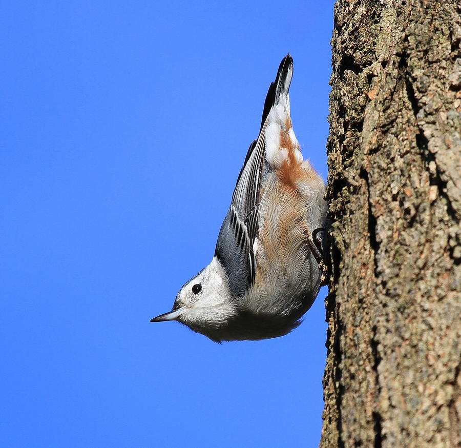 The Upside Down Bird Photograph by David Byron Keener - Fine Art America