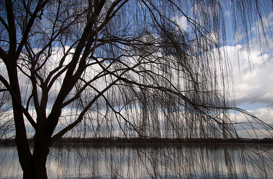 The Veil Of A Tree Photograph