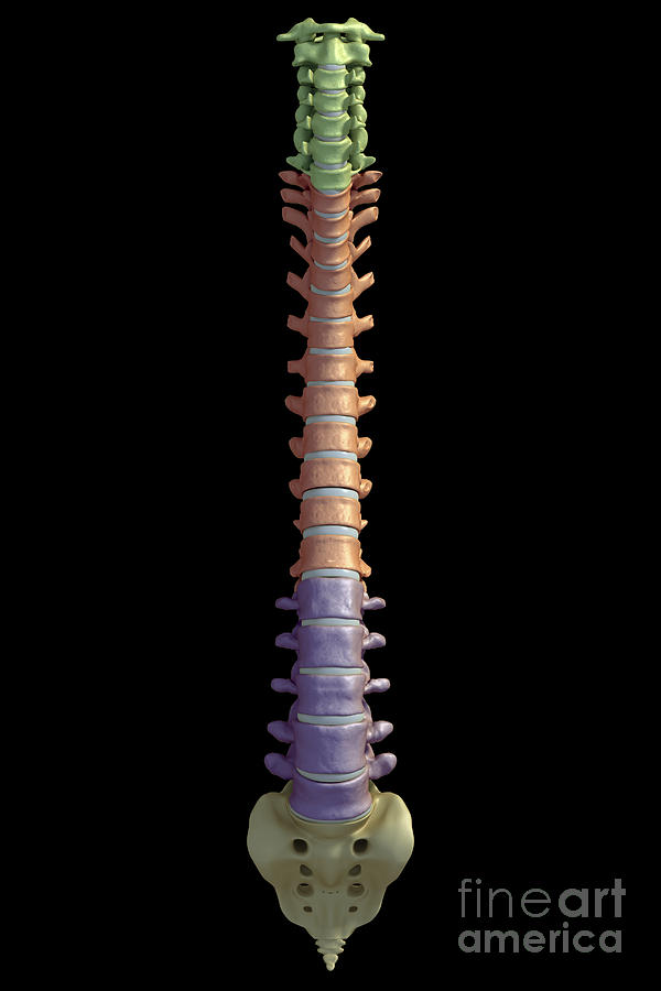 The Vertebral Column #6 Photograph by Science Picture Co